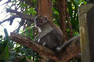 MONKEY-2019-02